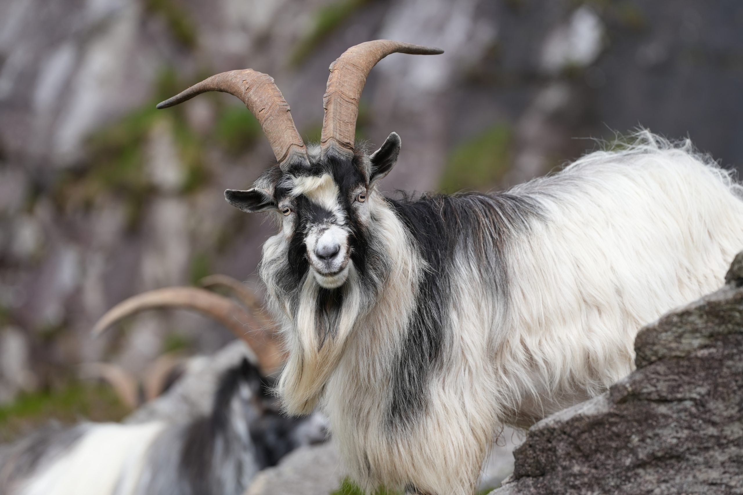 Read more about the article Wild Goats of the Ogwen Valley